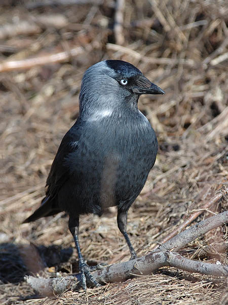 Naakka, Western Jackdaw, Corvus monedula